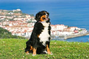 Mit Hund in Spanien