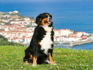 Mit Hund in Spanien