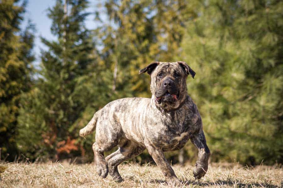 Welche Hunderasse kommt aus Spanien? Dogo Canario