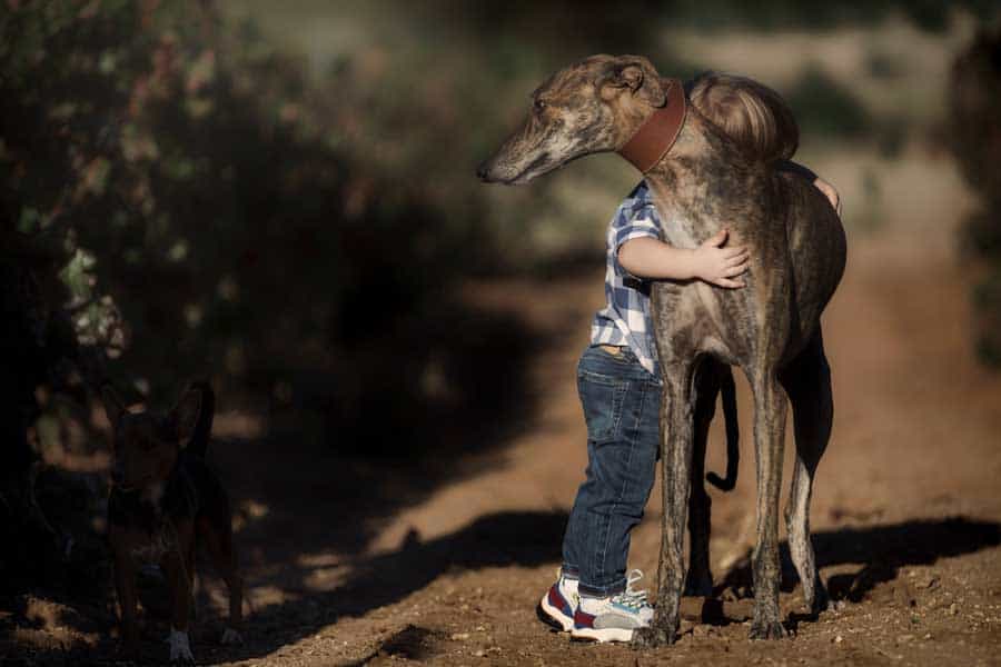 Welche Hunderasse kommt aus Spanien? Galgo Español