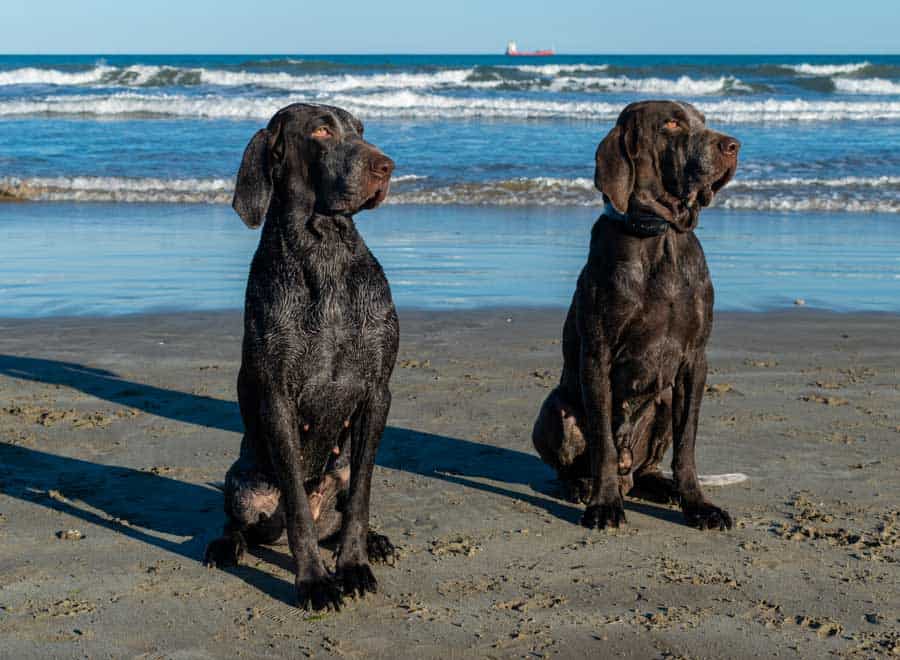 Welche Hunderasse kommt aus Spanien? Perdiguero de Burgos