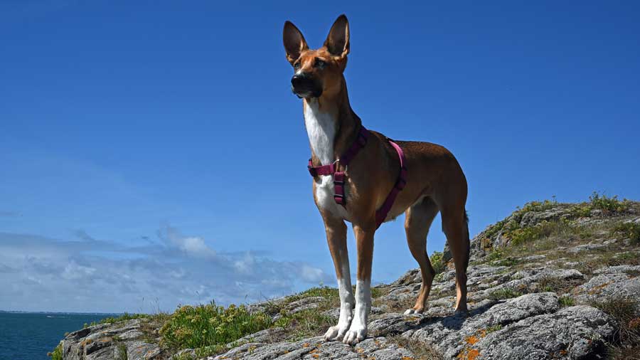 Welche Hunderasse kommt aus Spanien? Podenco Andaluz
