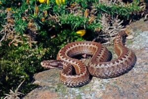 Welche gefährlichen Tiere gibt es in Spanien? gefährliche Tier in spanien