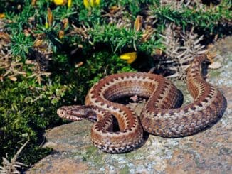 gefährliche Tier in spanien