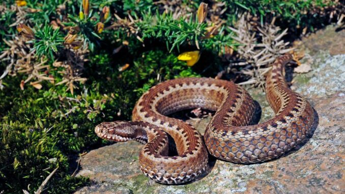 gefaehrliche-tier-spanien gefährliche Tier in spanien