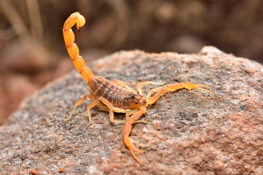 Welche gefährlichen Tiere gibt es in Spanien? Skorpione in spanien