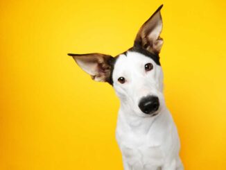 spanische-hunderassen