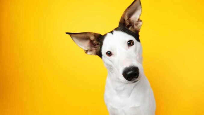 spanische-hunderassen spanische-hunderassen