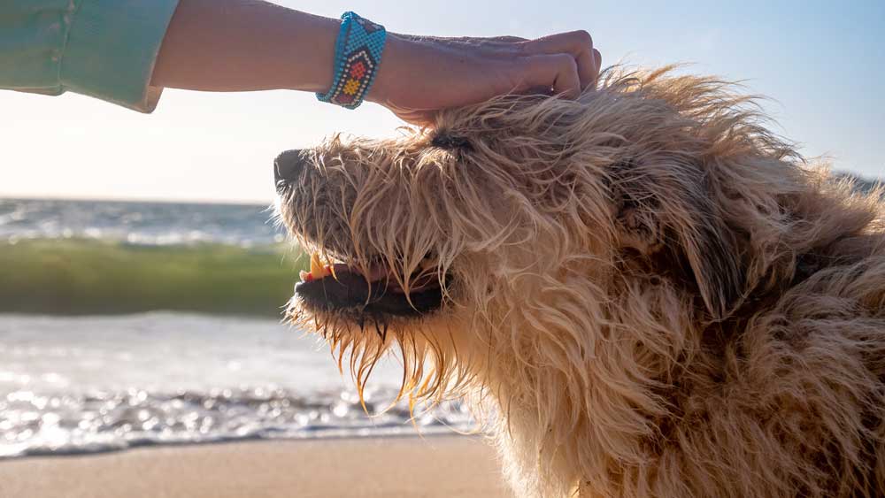 mit-hund-nach-spanien