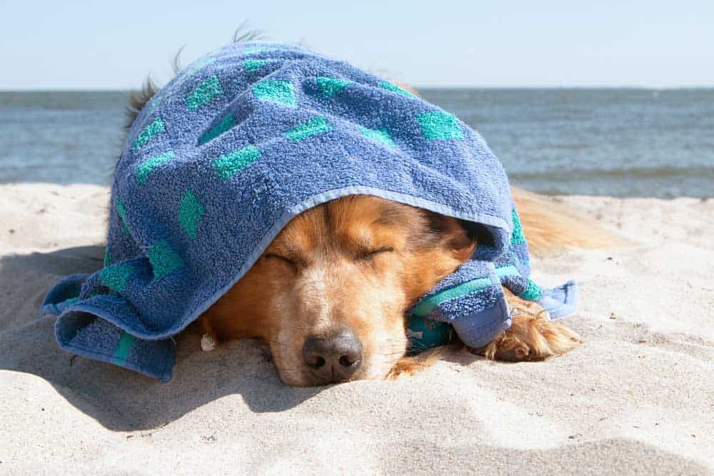 hund-vor-spaniens-sonne-schuetzen