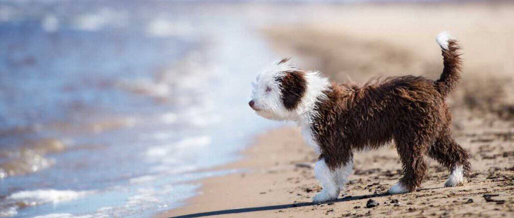 hundeurlaub-in-spanien