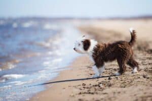 Hitze, Strand und Salzwasser: worauf man bei der Hundeausrüstung im Spanienurlaub achten sollte hundeurlaub-in-spanien