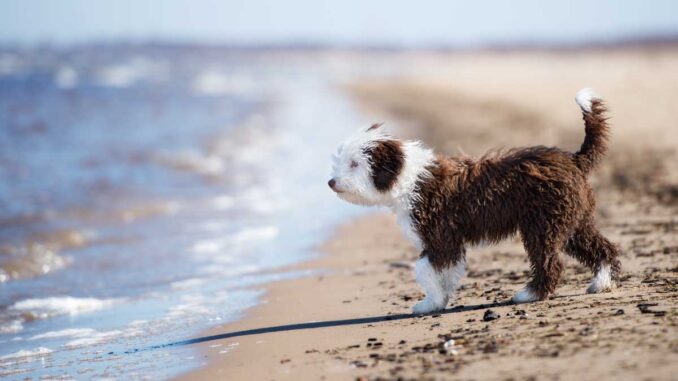 hundeurlaub-in-spanien