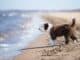 hundeurlaub-in-spanien